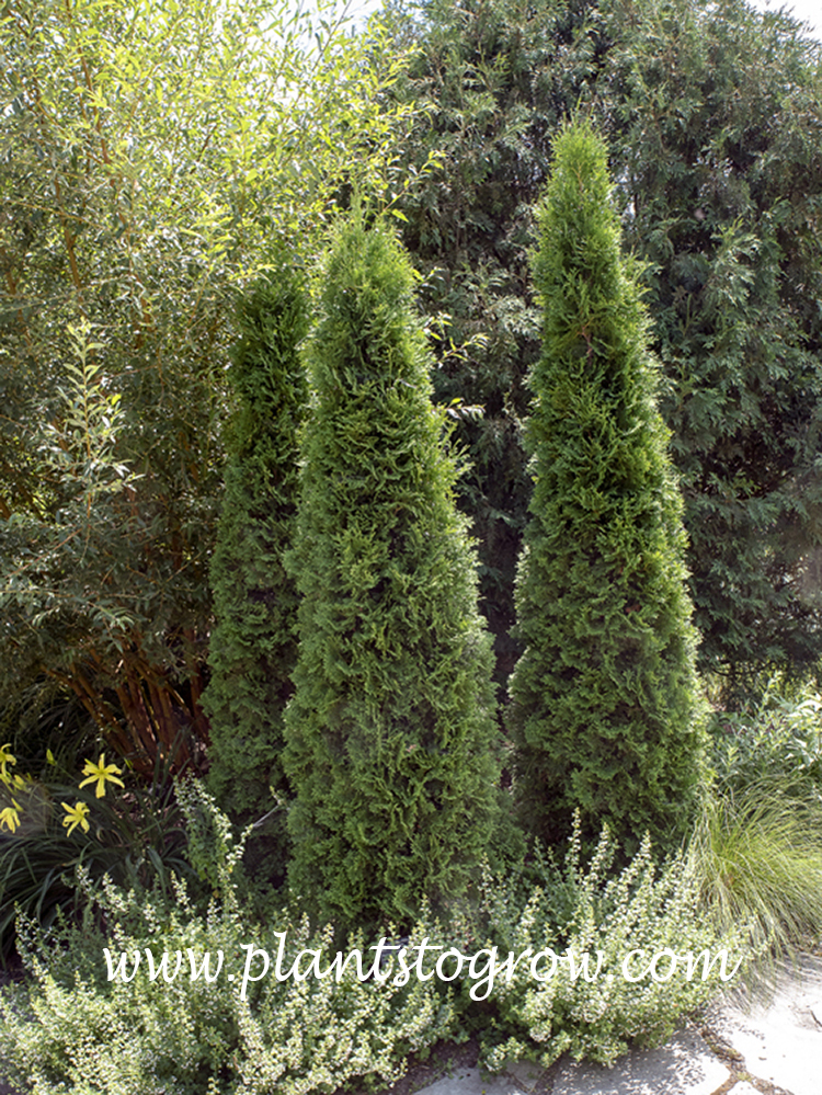 American Pillar Arborvitae (Thuja occidentalis) Plants To Grow Plants